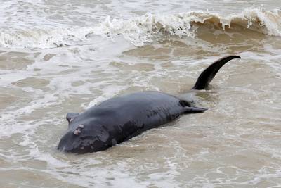 La baleine à bec échouée sur une plage du Pas-de-Calais est finalement décédée