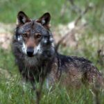 Le statut de protection du loup en Suisse ne sera pas rétrogradé - rts.ch