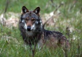 Le statut de protection du loup en Suisse ne sera pas rétrogradé - rts.ch