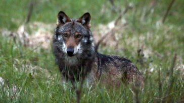 Le statut de protection du loup en Suisse ne sera pas rétrogradé - rts.ch