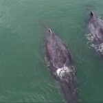 Les baleines à bosse quittent l’Antarctique pour rejoindre le Gabon