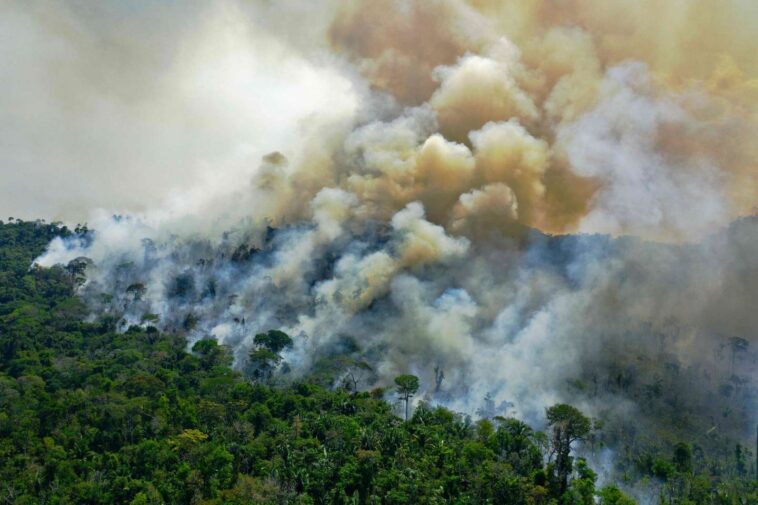 « Les entreprises françaises doivent faire leur part contre la déforestation au Brésil »