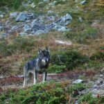 Les loups devraient pouvoir être abattus plus facilement en Suisse - rts.ch