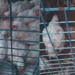 Les pires contrevenants de la maltraitance animale: des poulaillers à faire pleurer