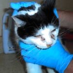 Les pires contrevenants de la maltraitance animale : la dame aux chats de Montréal