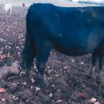 Les pires contrevenants de la maltraitance animale: une ferme délabrée sur un terrain dans un état lamentable