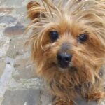 L’incroyable histoire d’un chien retrouvé douze ans après avoir été enlevé