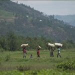 L'or vert du Rwanda menacé par le dérèglement climatique