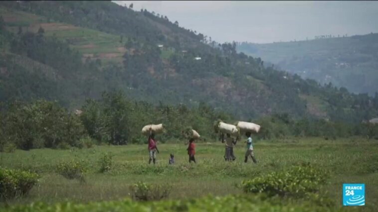 L'or vert du Rwanda menacé par le dérèglement climatique