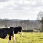 Tribunal de Boudry (NE): Deux cantons s’intéressent à la vache Papaye, passée à l’abattoir 