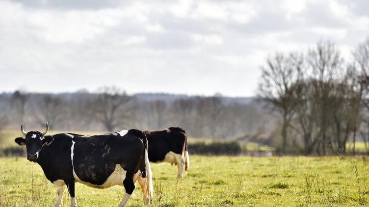 Tribunal de Boudry (NE): Deux cantons s’intéressent à la vache Papaye, passée à l’abattoir 