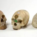 Trois crânes issus de la période coloniale mis en vente: Ecolo veut interdire le commerce de restes humains