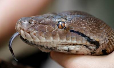 Un garçon de cinq ans survit à l’attaque d'un python en Australie