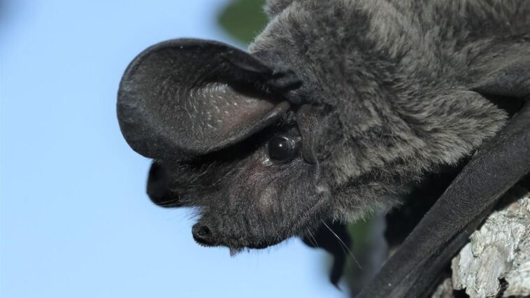 Une chauve-souris rarissime observée pour la première fois à Genève 