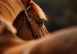 Valais: Une troisième jument a été mutilée dans la région de Martigny