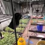 Vaud: La police saisit dix kilos de weed prête à la vente et des milliers de plants 