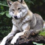 Vaud: Le Canton a abattu une louve de la meute du Marchairuz