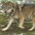 Vaud: Les conseils du Canton en cas de rencontre avec un loup