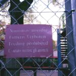 Ville de Genève: Un panneau interdit de jeter de la nourriture aux écoliers