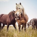 Yverdon-les-Bains (VD): Des médocs homéopathiques auraient été fatals à un cheval