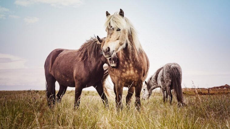 Yverdon-les-Bains (VD): Des médocs homéopathiques auraient été fatals à un cheval