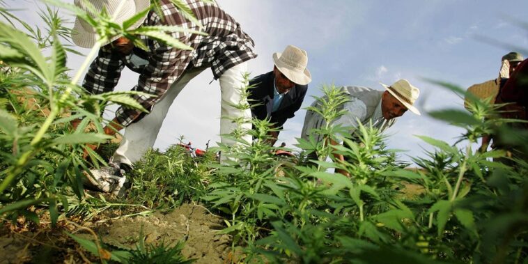 le cannabis thérapeutique en débat – Jeune Afrique