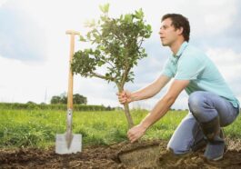 Annecy aide ses habitants à planter 250’000 arbres d’ici 2050