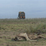 Au Kenya, la sécheresse décime les animaux sauvages dans les parcs nationaux