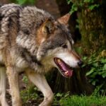 Fribourg: trois loups ont sillonné le canton en 2022