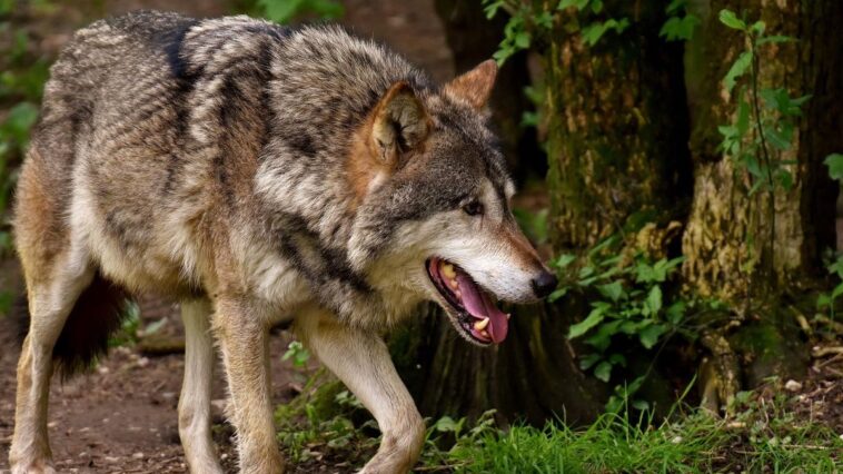 Fribourg: trois loups ont sillonné le canton en 2022