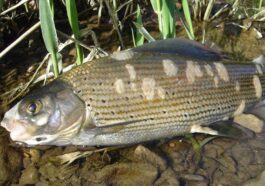 Jura: Une mycose plonge les poissons du Doubs en eaux troubles