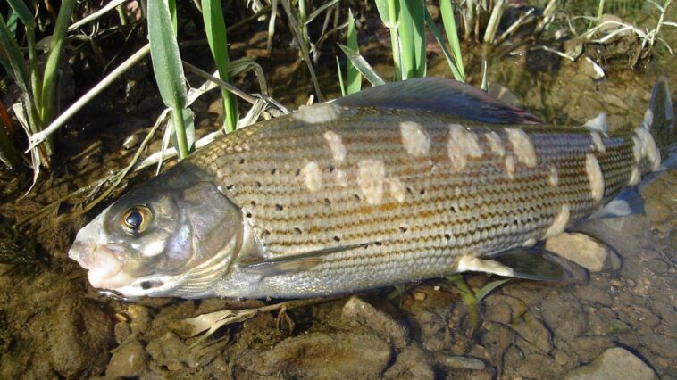 Jura: Une mycose plonge les poissons du Doubs en eaux troubles