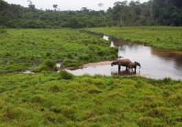 Le Gabon, champion de la biodiversité, abrite de nombreuses espèces menacées