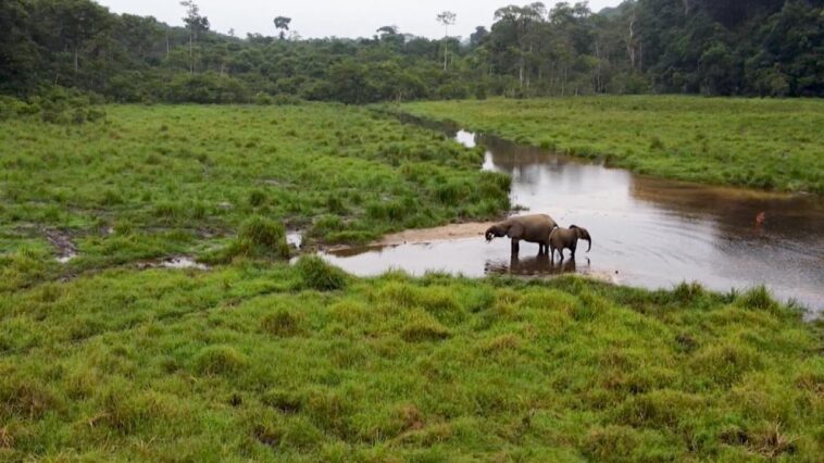 Le Gabon, champion de la biodiversité, abrite de nombreuses espèces menacées