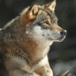 Les loups pourront être tirés préventivement, décide le Parlement fédéral - rts.ch
