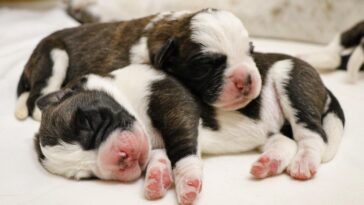 Martigny (VS): Seize nouveaux chiots à la Fondation Barry 