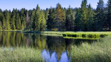 Pro Natura demande plus à la Suisse dans la lutte contre l'extinction des espèces - rts.ch