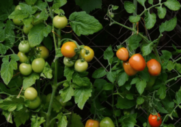 VAUD: Le virus de Jordanie ne lâche pas la grappe des tomates