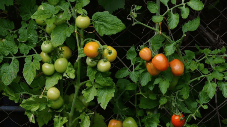 VAUD: Le virus de Jordanie ne lâche pas la grappe des tomates