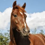 Yverdon-les-Bains (VD): Véto jugé coupable: le cheval est mort parce qu’il l’a traité à l’homéopathie