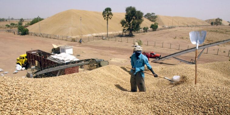 au Sénégal, les Chinois sèment la zizanie chez les huiliers locaux – Jeune Afrique