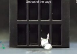 Des scientifiques inventent un robot capable de s'échapper d'une cage en se liquéfiant