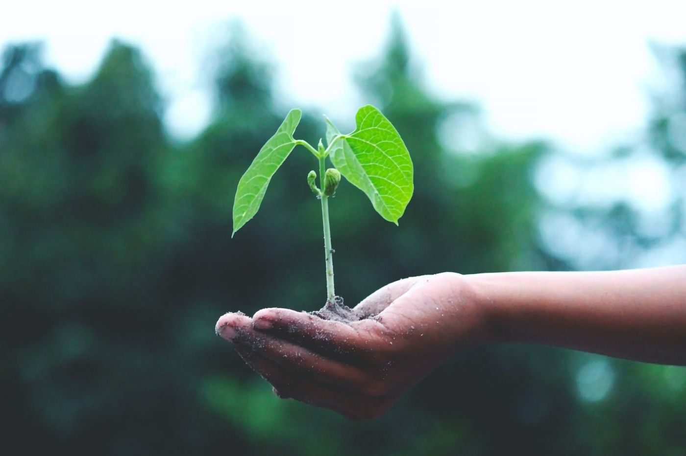 ecologie investissement