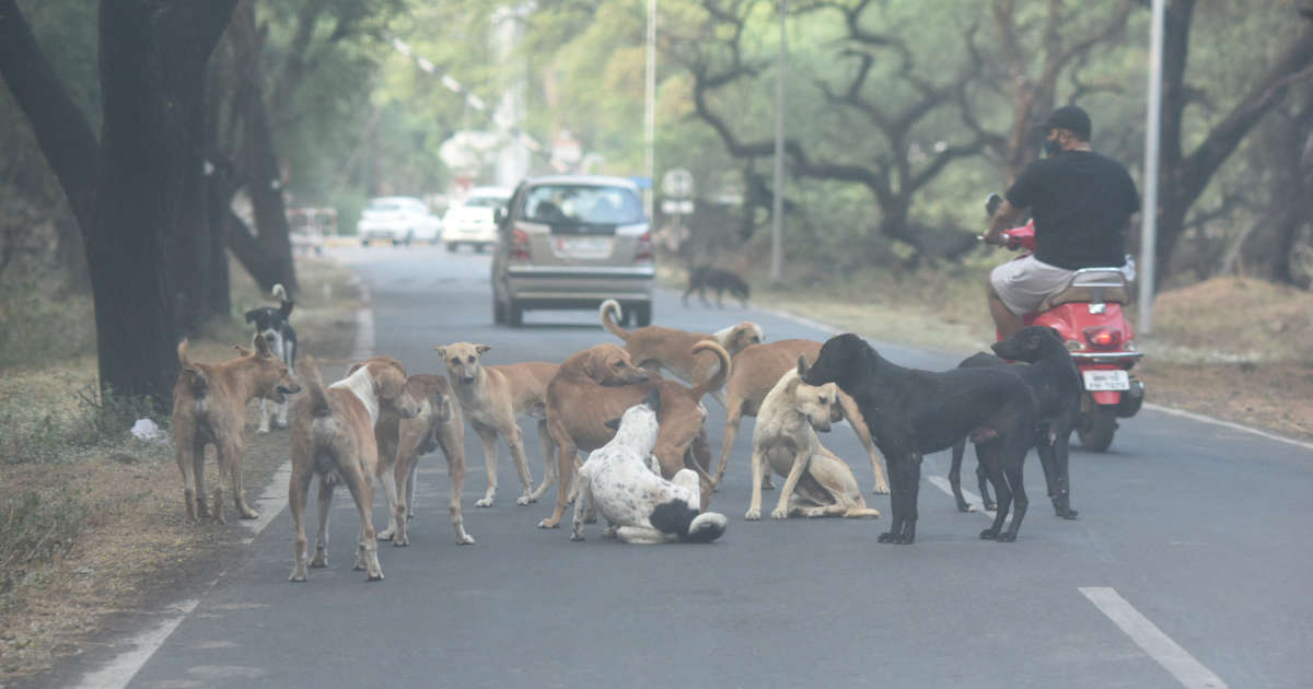 Après plusieurs attaques, l’Inde s’inquiète de son problème de chiens errants