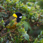 En Nouvelle-Guinée, deux espèces d’oiseaux toxiques identifiés pour la première fois comme tels