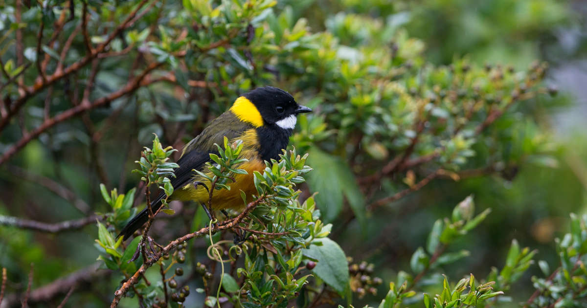 En Nouvelle-Guinée, deux espèces d’oiseaux toxiques identifiés pour la première fois comme tels