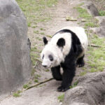 Le sort du panda Yaya, symbole des relations tendues entre la Chine et les Etats-Unis