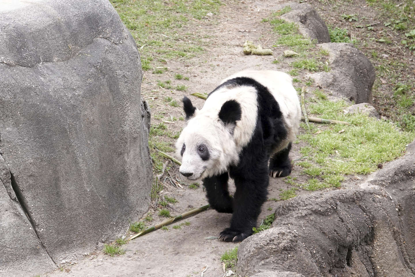 Le sort du panda Yaya, symbole des relations tendues entre la Chine et les Etats-Unis
