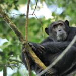 Les chimpanzés aussi auraient des poussées de croissance adolescentes