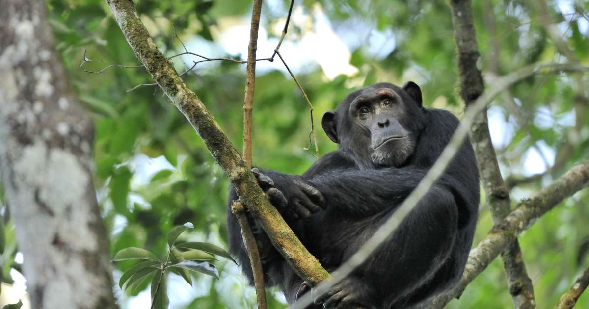 Les chimpanzés aussi auraient des poussées de croissance adolescentes